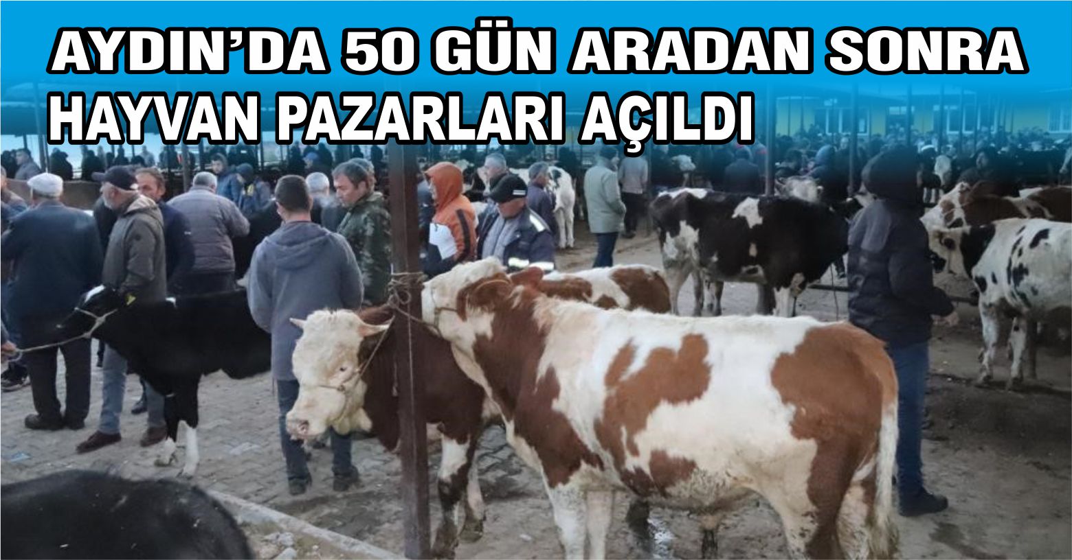 Aydın’da 50 gün aradan sonra hayvan pazarları açıldı